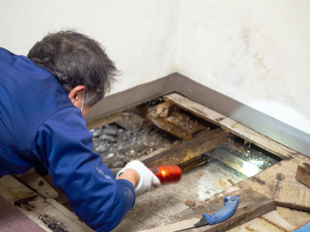 Best Toxic Mold Removal  in Lynnville, IN
