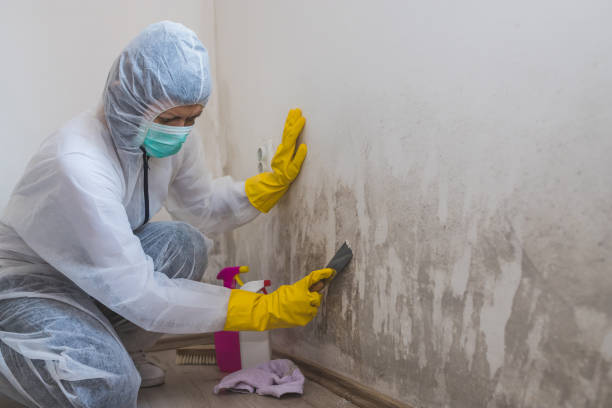 Best Attic Mold Removal  in Lynnville, IN