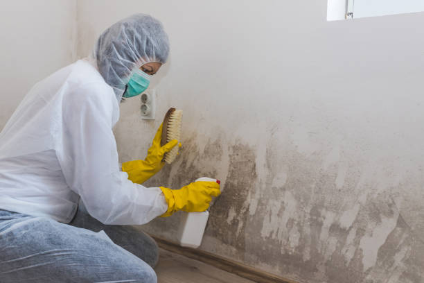 Best Mold Remediation Experts  in Lynnville, IN