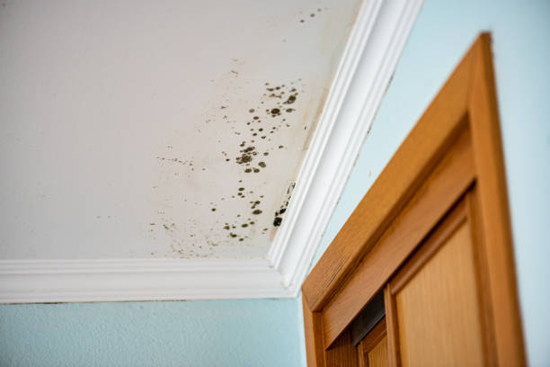 Best Best Mold Removal Companies  in Lynnville, IN