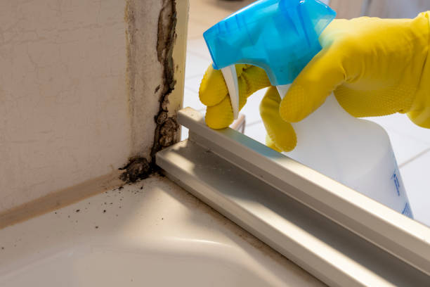 Certified Mold Removal in Lynnville, IN