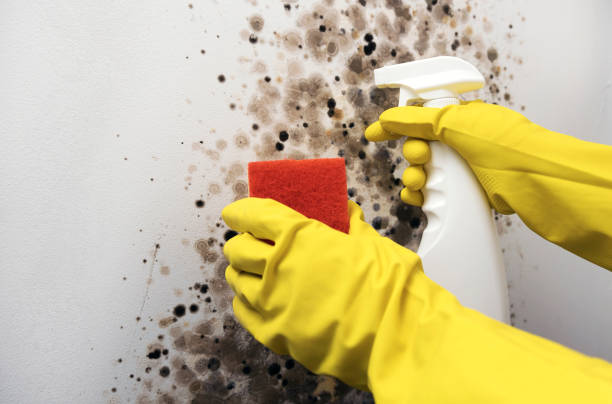 Best Mold Testing  in Lynnville, IN
