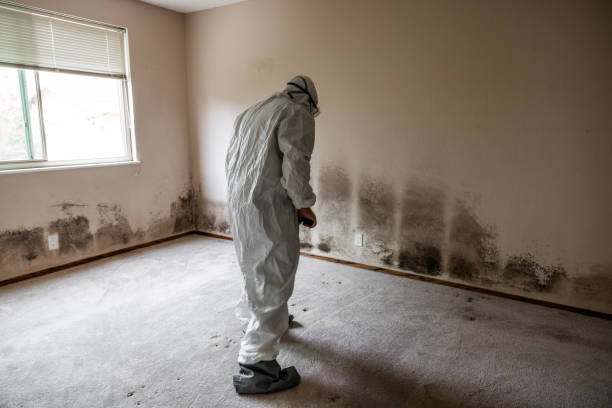 Best Mold Cleaning Services  in Lynnville, IN