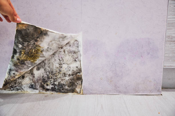Trusted Lynnville, IN Mold Removal Experts